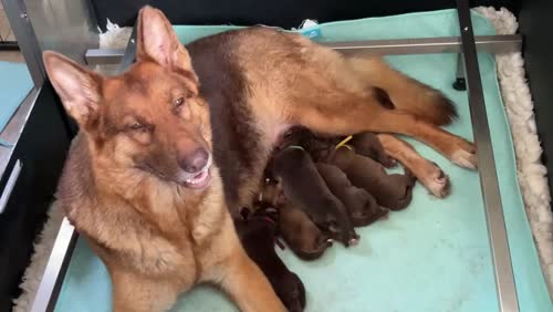 German shepherd pups health tested parents Honiton Devon for sale in Honiton, Devon