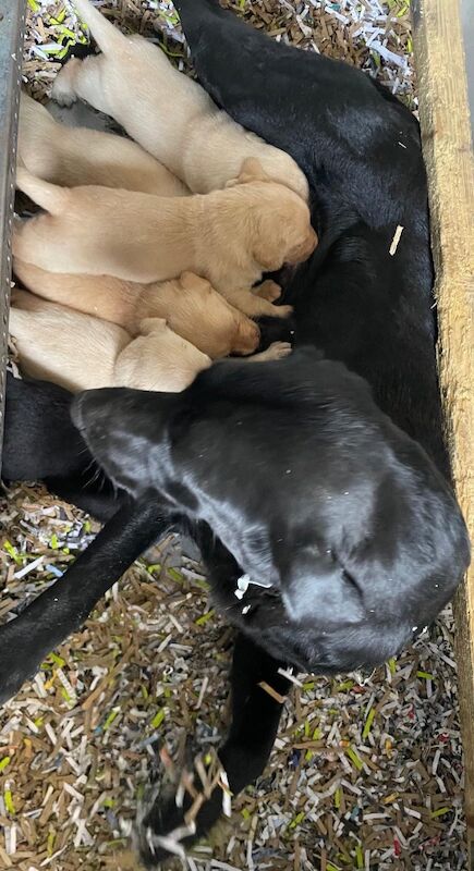 Gin & Billy have Pups! KC Registered & Health Tested