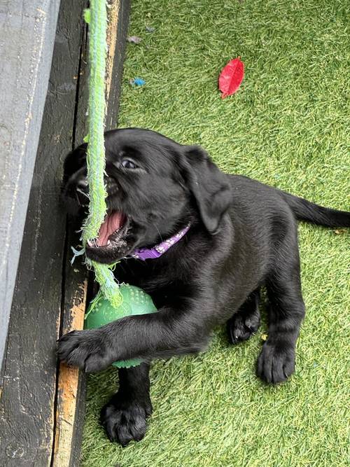 🐶GOLDADOR PUPPIES 🐶 for sale in Worcestershire - Image 8