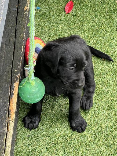 🐶GOLDADOR PUPPIES 🐶 for sale in Worcestershire - Image 9