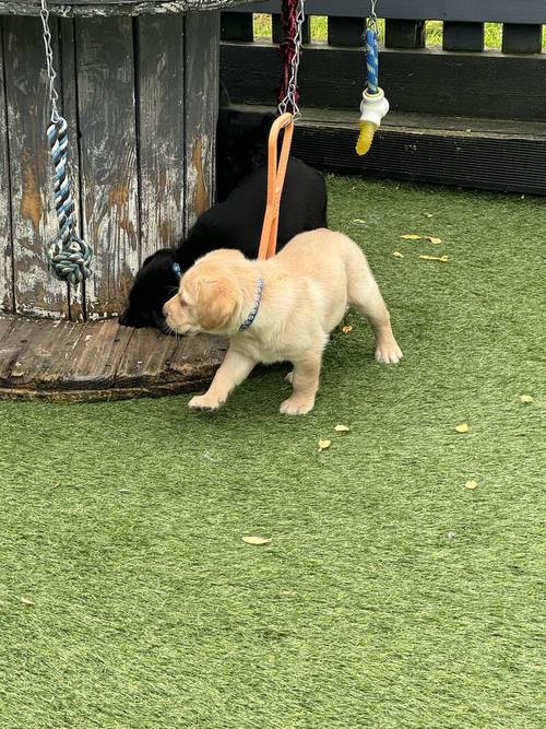 🐶GOLDADOR PUPPIES 🐶 for sale in Worcestershire - Image 10