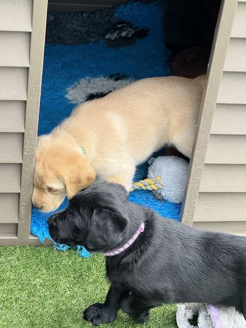 🐶GOLDADOR PUPPIES 🐶 for sale in Worcestershire - Image 11