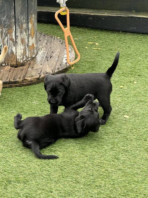 🐶GOLDADOR PUPPIES 🐶 for sale in Worcestershire - Image 12