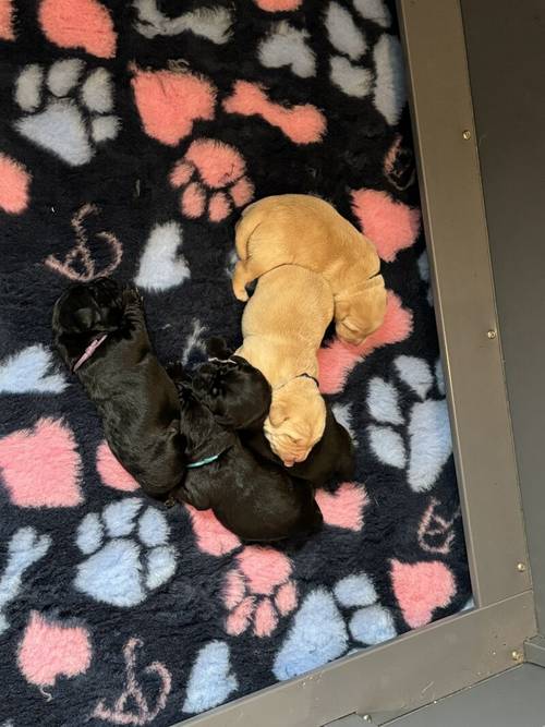 🐶GOLDADOR PUPPIES 🐶 for sale in Worcestershire - Image 1