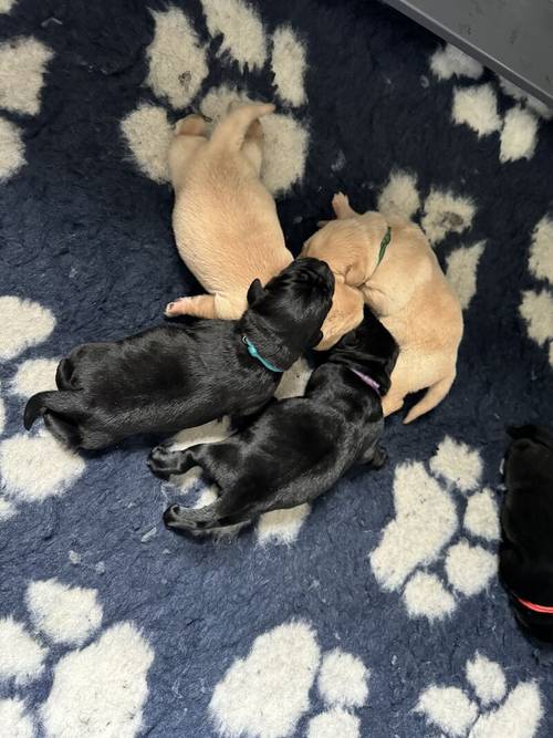 🐶GOLDADOR PUPPIES 🐶 for sale in Worcestershire - Image 7