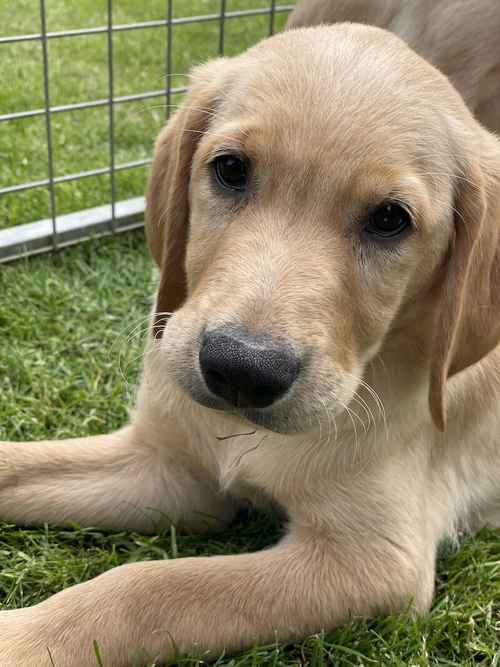 Goldador Puppies Ready Now for sale in Melton Mowbray, Leicestershire