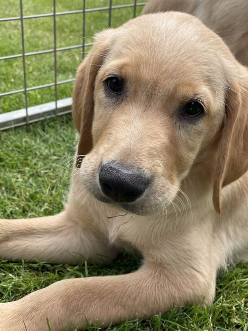 Goldador Puppies Ready Now for sale in Melton Mowbray, Leicestershire - Image 1