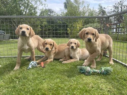 Goldador Puppies Ready Now for sale in Melton Mowbray, Leicestershire - Image 2