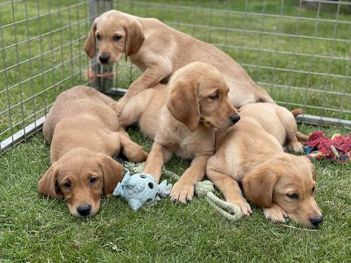 Goldador Puppies Ready Now for sale in Melton Mowbray, Leicestershire - Image 4