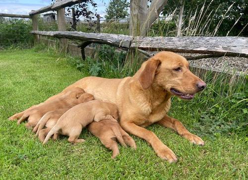 Goldador Puppies Ready Now for sale in Melton Mowbray, Leicestershire - Image 5