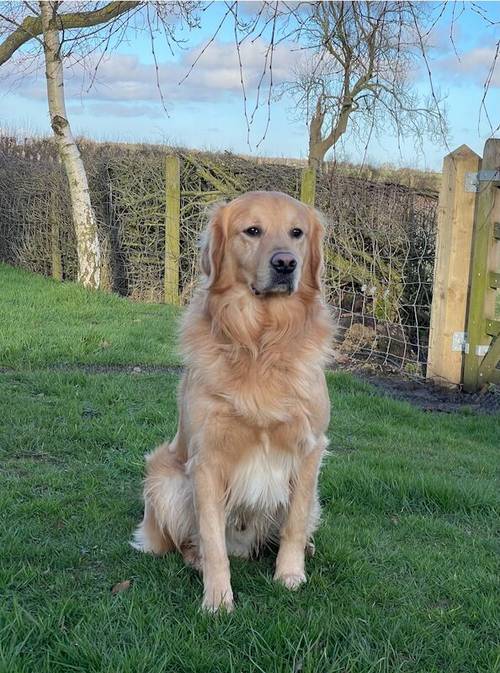 Goldador Puppies Ready Now for sale in Melton Mowbray, Leicestershire - Image 8