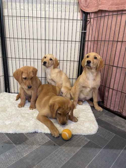 Goldador puppy's for sale in Middlesbrough, North Yorkshire