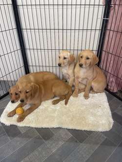 Goldador puppy's for sale in Middlesbrough, North Yorkshire | Image 3