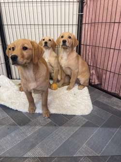 Goldador puppy's for sale in Middlesbrough, North Yorkshire | Image 2
