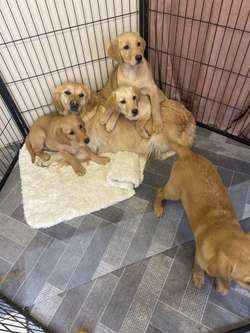 Goldador puppy's for sale in Middlesbrough, North Yorkshire | Image 4