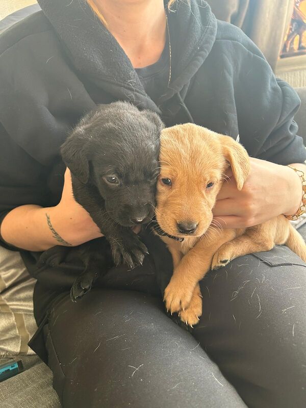 Golden Black Labs Labrador Retriever Puppies For Sale in Barnsley
