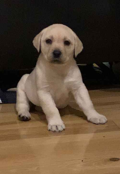 GOLDEN FEMALE LAB PUPPY for sale in Gloucestershire