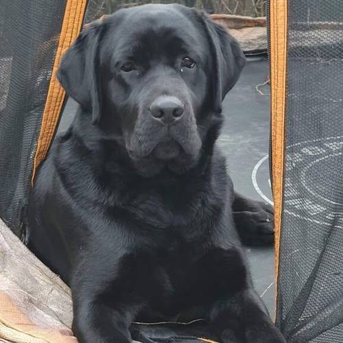 GOLDEN FEMALE LAB PUPPY for sale in Gloucestershire - Image 2