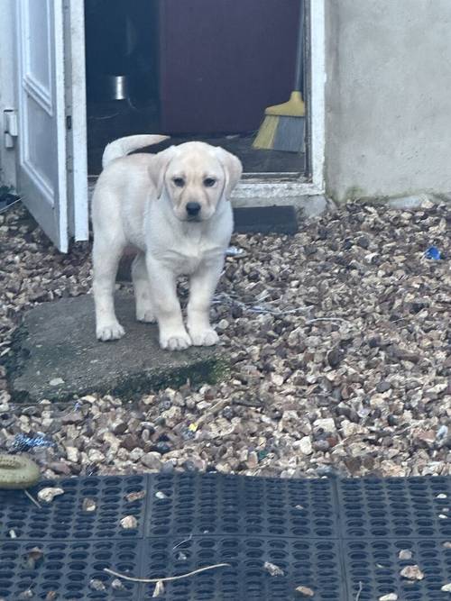 GOLDEN FEMALE LAB PUPPY for sale in Gloucestershire - Image 5