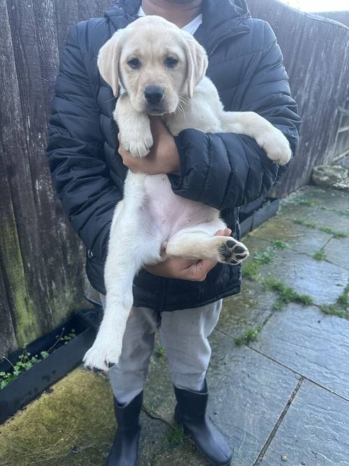 GOLDEN FEMALE LAB PUPPY for sale in Gloucestershire - Image 6