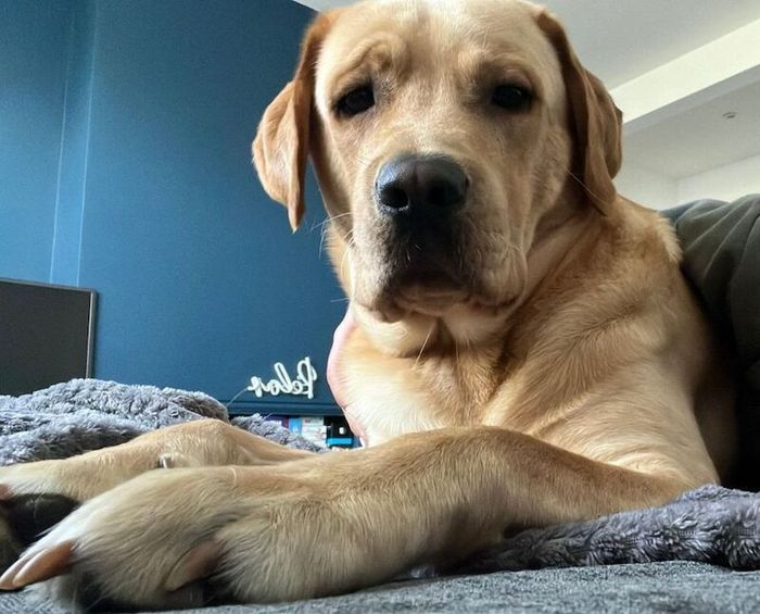 Labrador Retriever stud dog for stud in Colindale, Brent, Greater London – 9 months old - Image 8 of 9