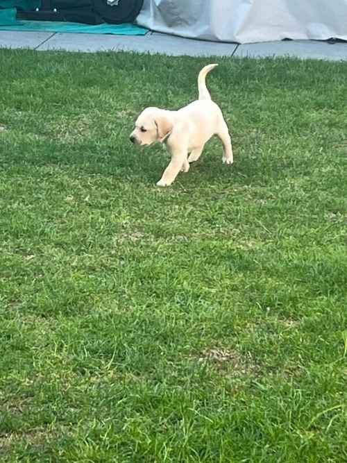 Golden Labrador puppies for sale in Taunton, Somerset