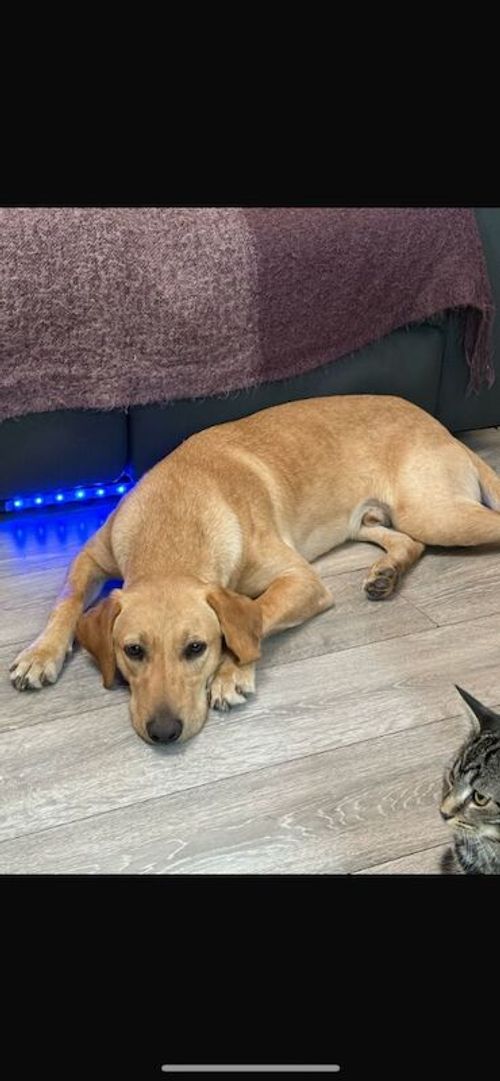 GOLDEN LABRADOR FOR SALE in Hampstead, Greater London