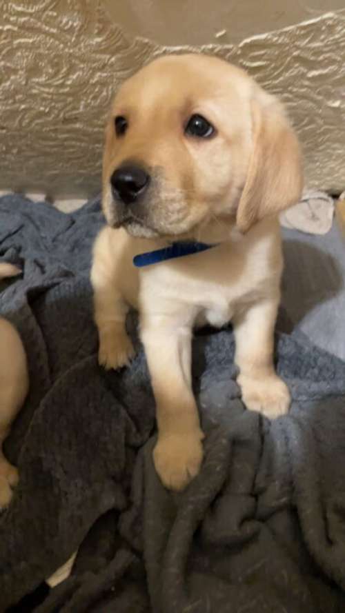 ‼️ ⭐️ Golden Labrador puppies ready for their forever homes.⭐️‼️ for sale in London Beach, Kent
