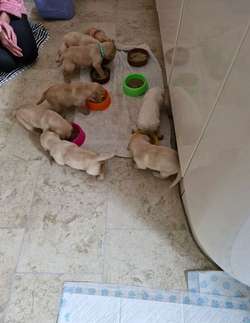Golden Labrador pup's for sale in Frizington Cumbria | Image 4
