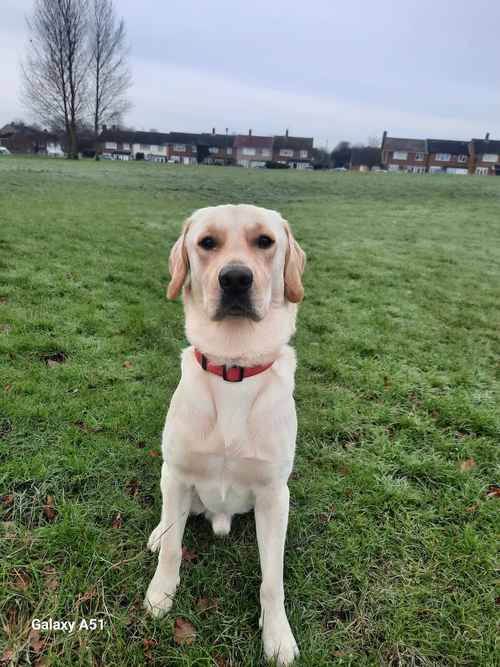 Golden Male Labrador for sale in Northolt, Ealing, Greater London