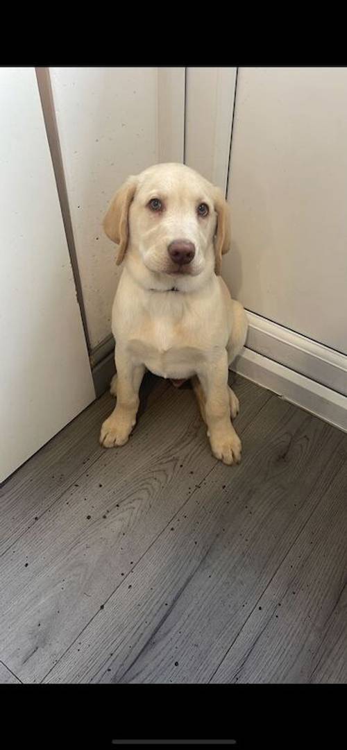 Goleden Labrador retriever male 14 weeks for sale in Dunstable, Bedfordshire - Image 1