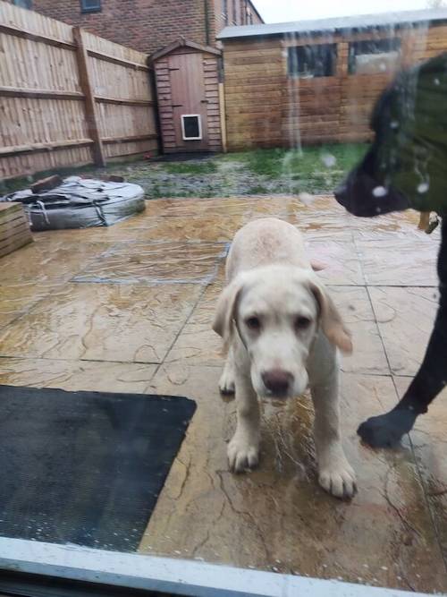 Goleden Labrador retriever male 14 weeks for sale in Dunstable, Bedfordshire - Image 5