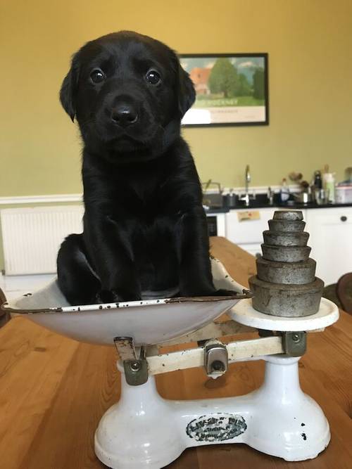 Gorgeous black Labrador/Goldador puppies for sale in Lancaster, Lancashire - Image 1