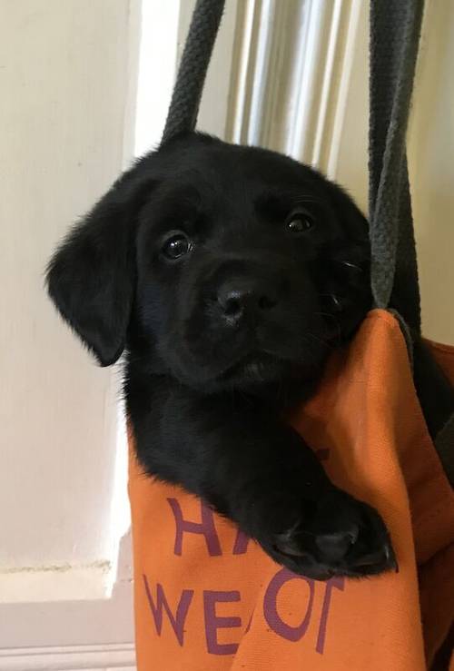 Gorgeous black Labrador/Goldador puppies for sale in Lancaster, Lancashire - Image 2