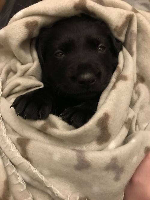 Gorgeous black Labrador/Goldador puppies for sale in Lancaster, Lancashire - Image 4