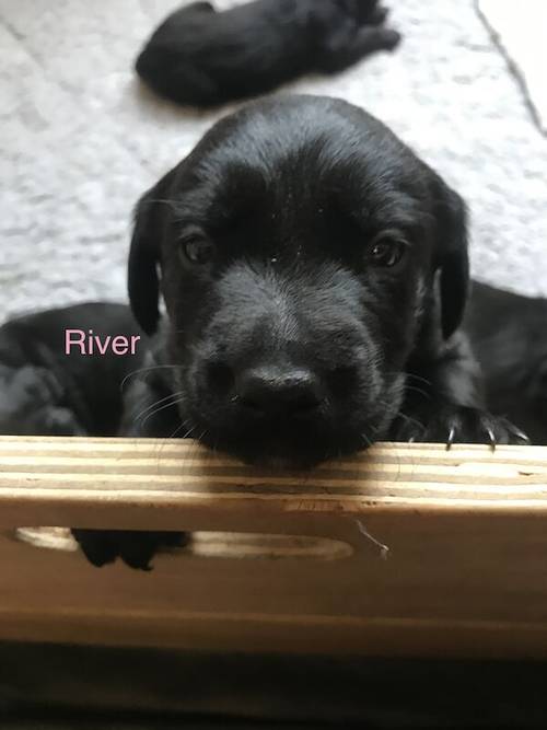 Gorgeous black Labrador/Goldador puppies for sale in Lancaster, Lancashire - Image 6