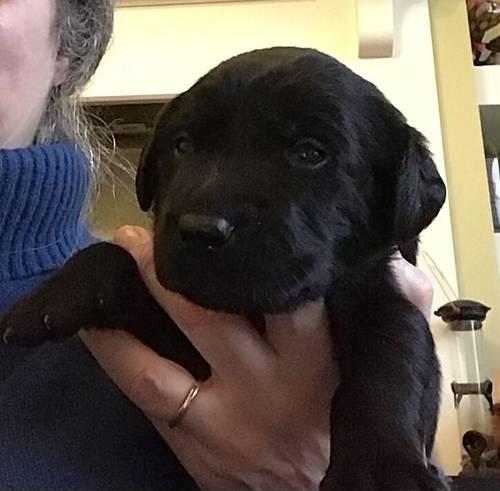 Gorgeous black Labrador/Goldador puppies for sale in Lancaster, Lancashire - Image 9