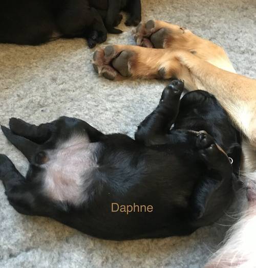 Gorgeous black Labrador/Goldador puppies for sale in Lancaster, Lancashire - Image 10