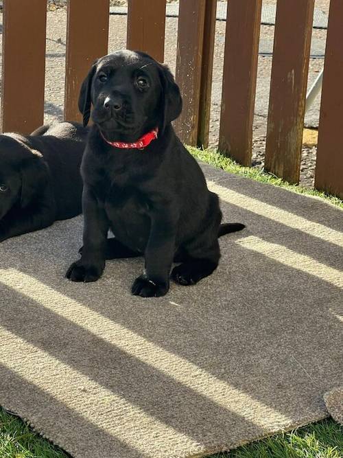 Ready now chunky black Labrador puppies for sale in Cambridge, Cambridgeshire - Image 1