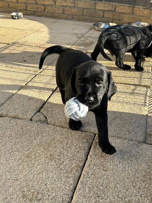 Ready now chunky black Labrador puppies for sale in Cambridge, Cambridgeshire - Image 2