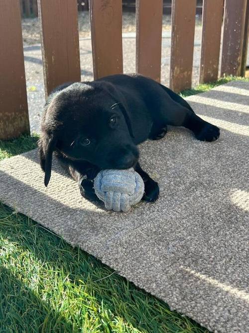 Ready now chunky black Labrador puppies for sale in Cambridge, Cambridgeshire - Image 3