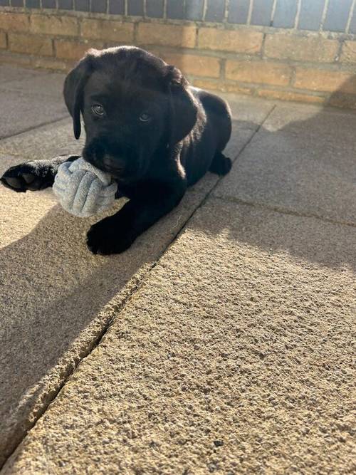 Ready now chunky black Labrador puppies for sale in Cambridge, Cambridgeshire - Image 4