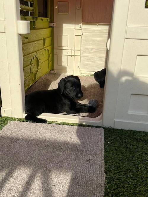 Ready now chunky black Labrador puppies for sale in Cambridge, Cambridgeshire - Image 5