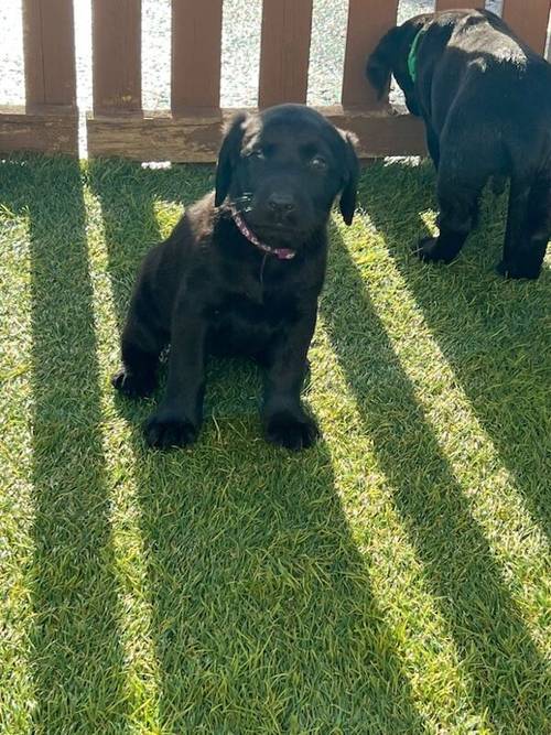 Ready now chunky black Labrador puppies for sale in Cambridge, Cambridgeshire - Image 6