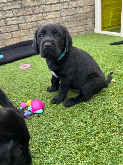 Ready now chunky black Labrador puppies for sale in Cambridge, Cambridgeshire - Image 7