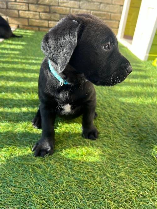 Ready now chunky black Labrador puppies for sale in Cambridge, Cambridgeshire - Image 8