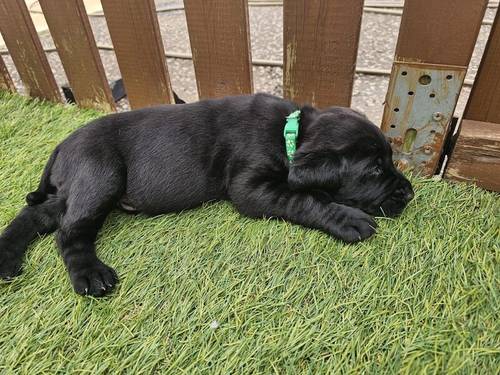 Ready now chunky black Labrador puppies for sale in Cambridge, Cambridgeshire - Image 9