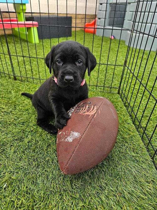 Ready now chunky black Labrador puppies for sale in Cambridge, Cambridgeshire - Image 10