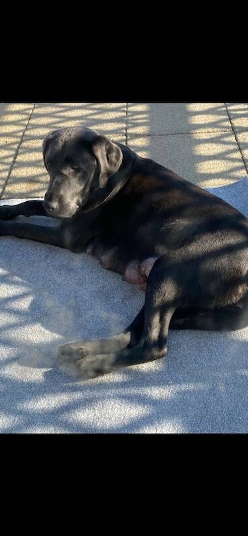 Ready now chunky black Labrador puppies for sale in Cambridge, Cambridgeshire - Image 11