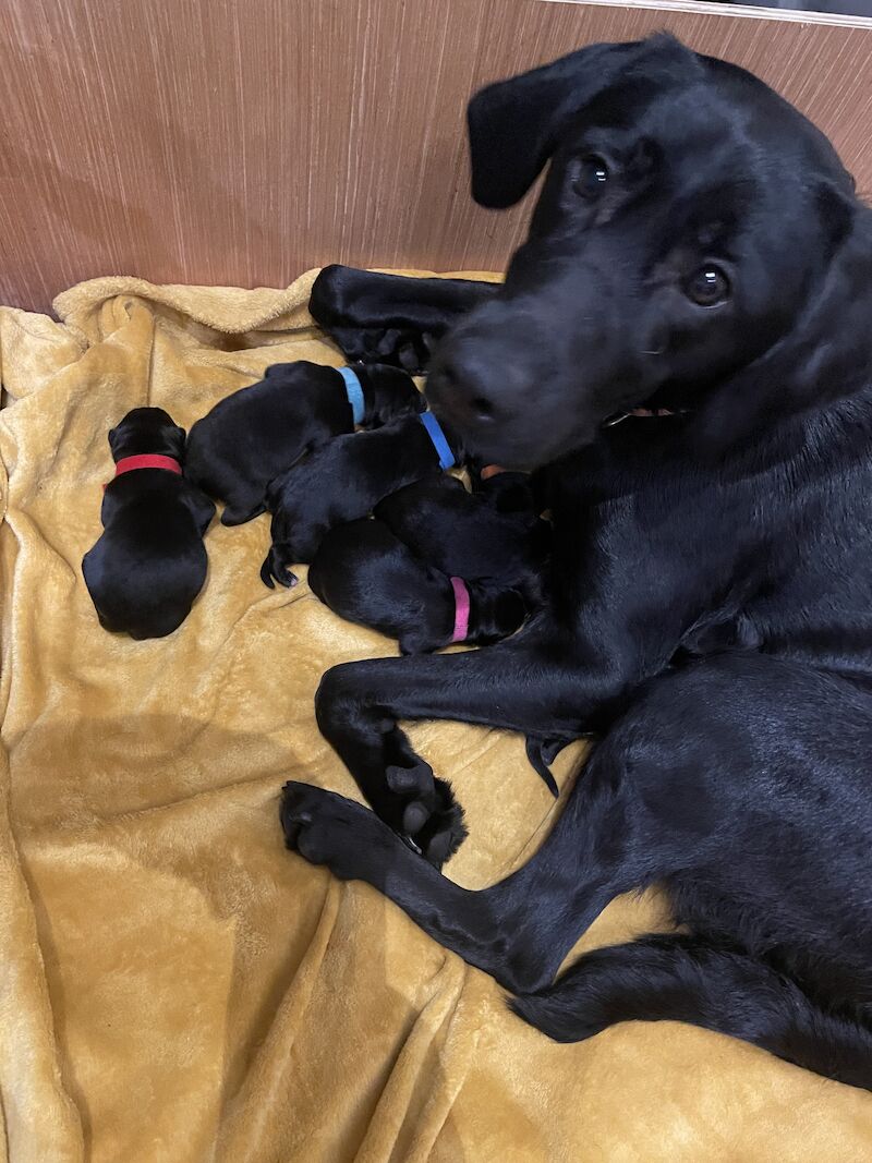 Border collie lab hot sale puppies for sale